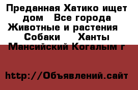 Преданная Хатико ищет дом - Все города Животные и растения » Собаки   . Ханты-Мансийский,Когалым г.